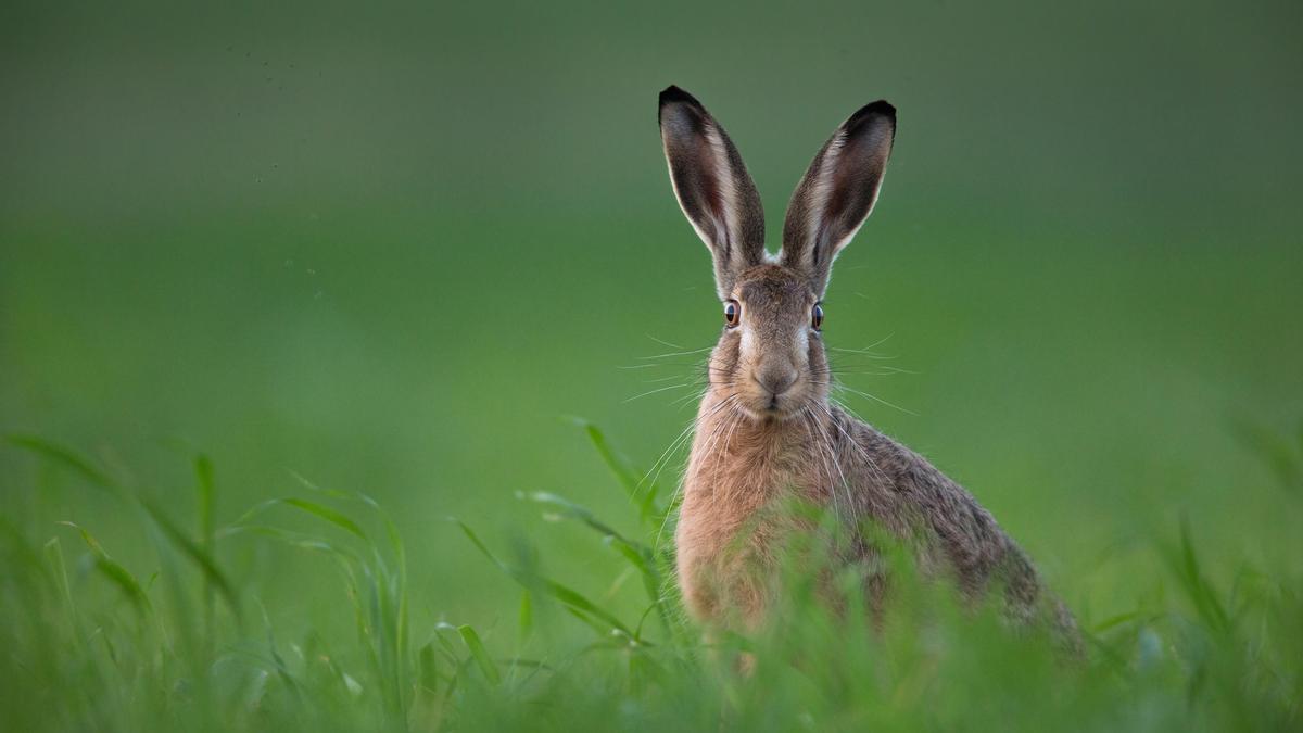 Erster Fall in Kärnten So gefährlich ist die Hasenpest für den